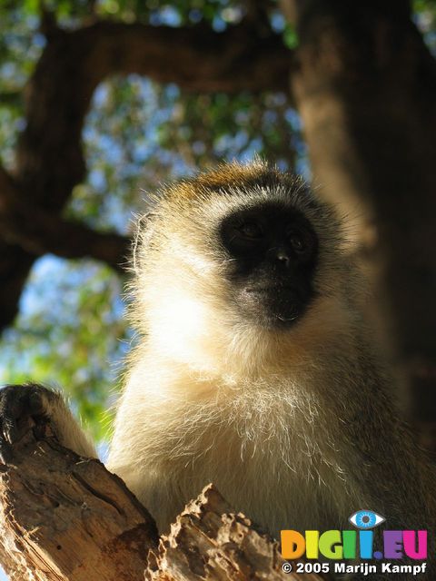 14294 Portrait of a sight monkey in the tree